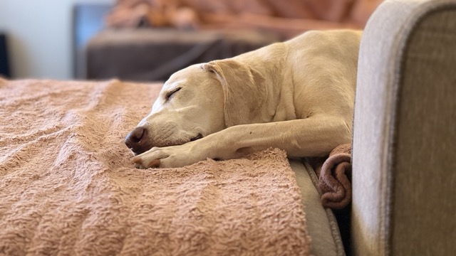 Eddie Couch Dozing